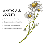 Load image into Gallery viewer, Chamomile Lip Balm